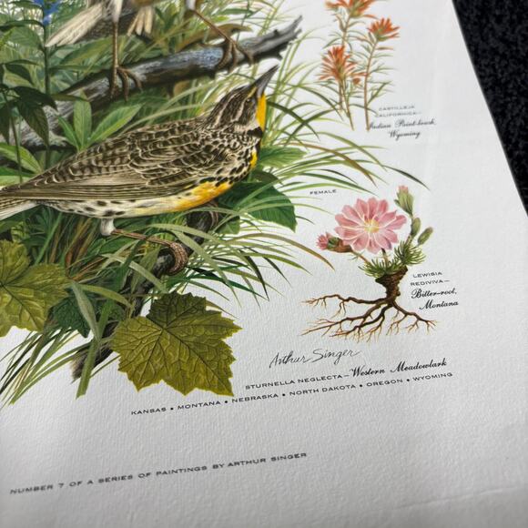 Arthur Singer Portfolio of Bird Prints #7 Western Meadowlark - Vintage Botanical - Picture 4 of 6